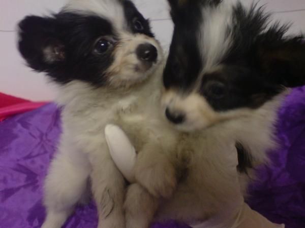 PAPILLON, CACHORROS, PERROS, EN VENTA  Preciosa camada, se entrega a partir de los 2 meses. Somos un criadero que dispon