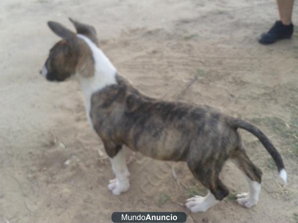 se venden cachorros de bull terrier