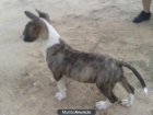 se venden cachorros de bull terrier - mejor precio | unprecio.es