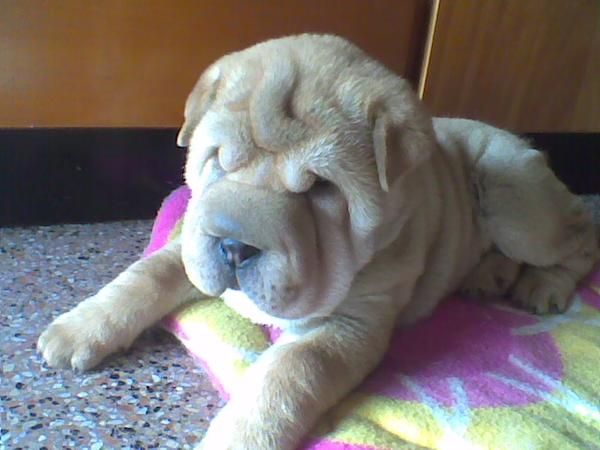 SHARPEI CAMADA 399