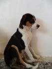 Adopción perro (cachorro) - Gandia - mejor precio | unprecio.es