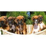 Boxer,excelentes cachorritos