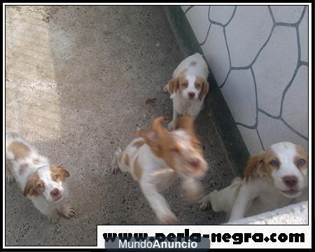 Cachorros de Epagneul Breton.