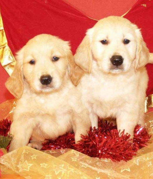 Cachorros de golden, ¡ Sonrie con ellos en navidad!