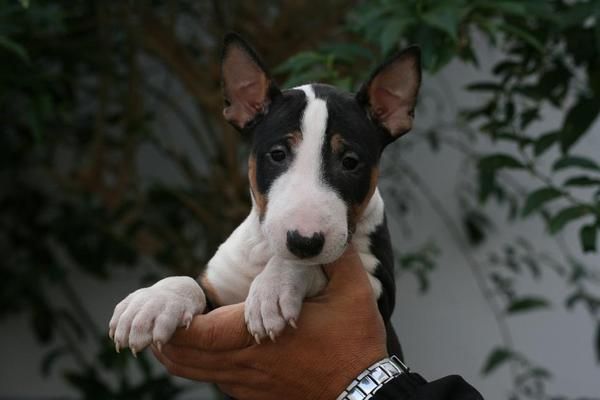 IMPRESIONANTES CACHORROS DE BULLTERRIER,MUY COMPACTOS