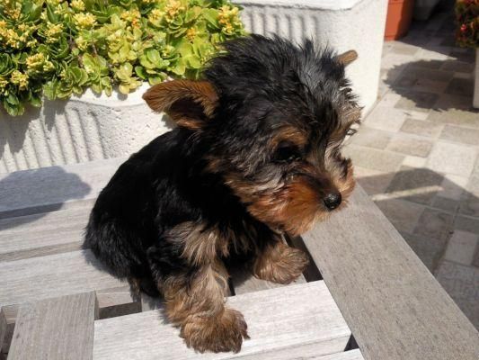 LINDOS YORKSHIRE TERRIER MACHO Y HEMBRAS 400E