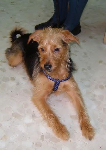 PASCU, CRUCE DE FOX TERRIER EN ADOPCIÓN