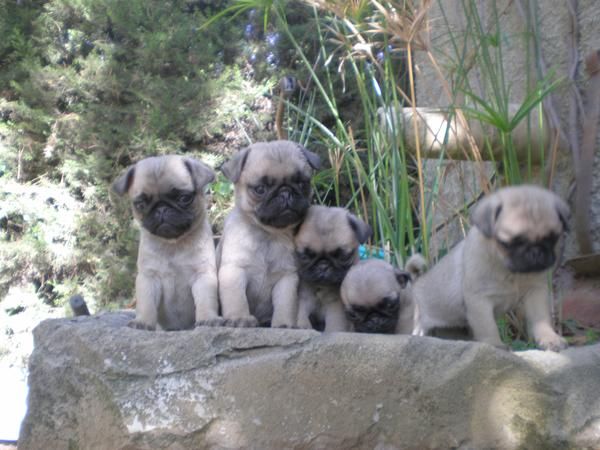 preciosos cachorros de pug carlino 450 euros