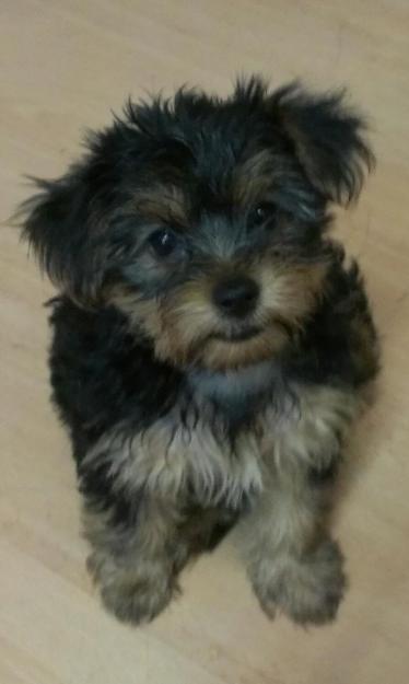 yorkshire terrier autenticos