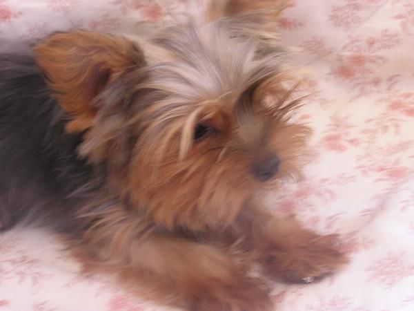 Yorkshire terrier para monta