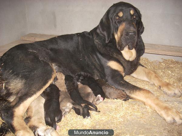 cachorros de mastin español