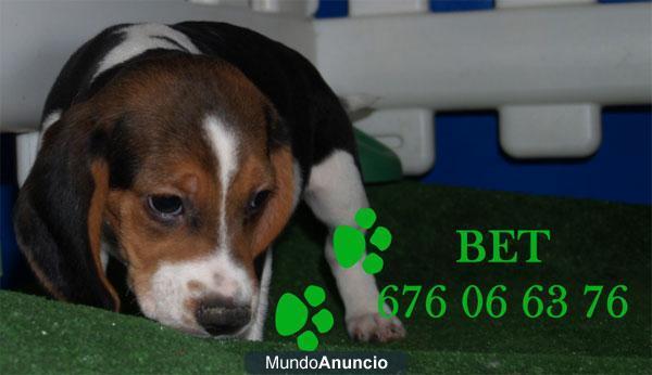 Beagle, garantia y muy buen precio