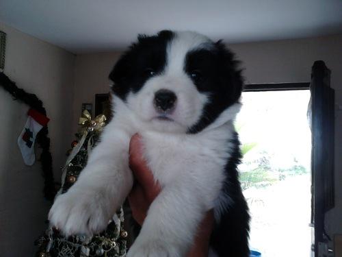 Border collie muy buen precio