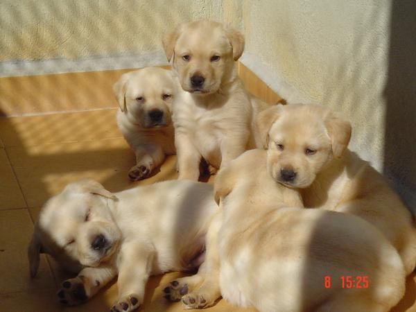 CACHORROS DE LABRADOR,DE CALIDAD