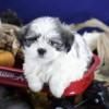 Shih Tzu  y  perritos malteses