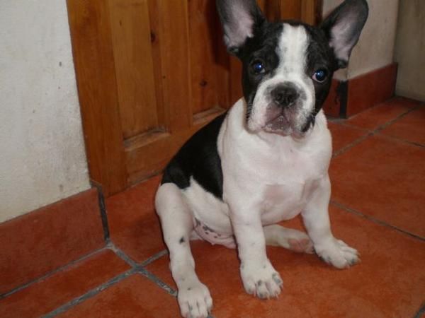 VENDO CACHORRO BULLDOG FRANCES