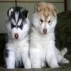 2 HUSKY SIBERIANOS con pedigree - mejor precio | unprecio.es