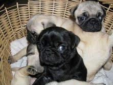 Adorable y Excelente camanada Carlinos (pug)