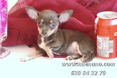 Cachorritos de chihuahua mini