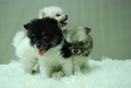 Camada de POMERANIA de lujo - Economicos - Listos para entregar - un amor de cachorritos - Pedigree de Exposicion - Bell