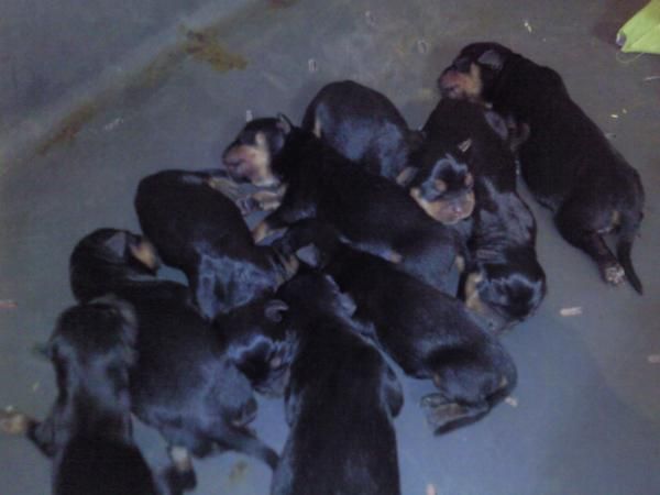 camada rottweiller