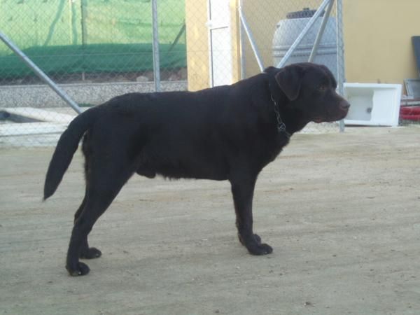 labrador chocolate para montas