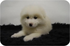 SAMOYEDO de calidad - mejor precio | unprecio.es