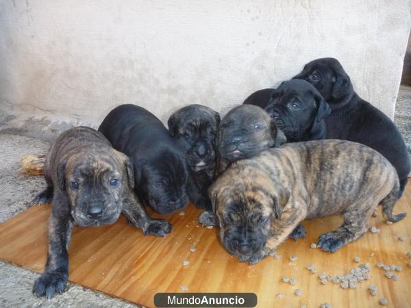 se venden cachorros de presa canario