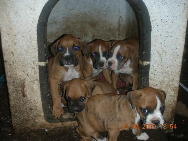 vendo cachorritas boxer