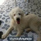 Cachorro en adopción urgente