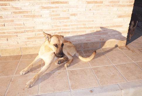 Adopta a Enrique