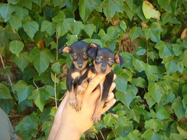 CACHORROS DE PINSCHER MINI 450