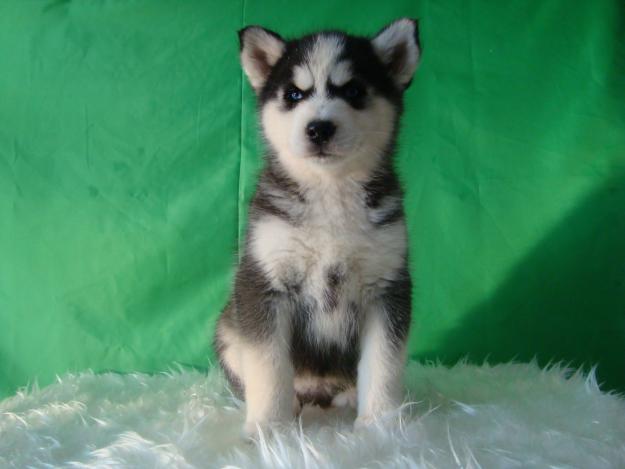 Husky Siberiano calidad cachorros nacionales con Pedigree