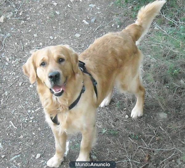 Se ofrece Golden Retriever Macho para monta en Valencia.