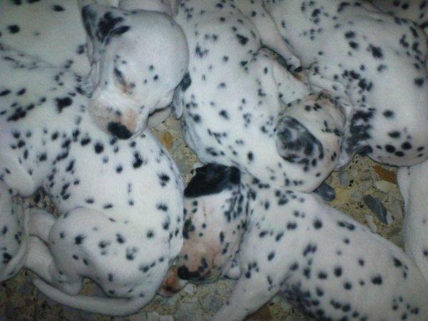 Cachorritos Dalmata...