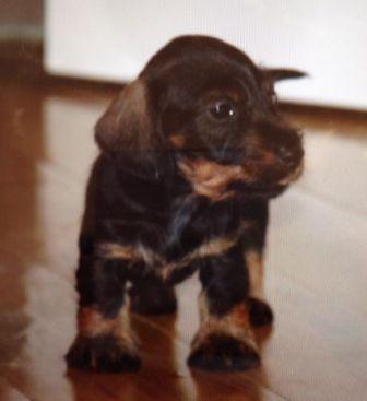 Cachorros de Teckkel Kaninchen de pelo duro