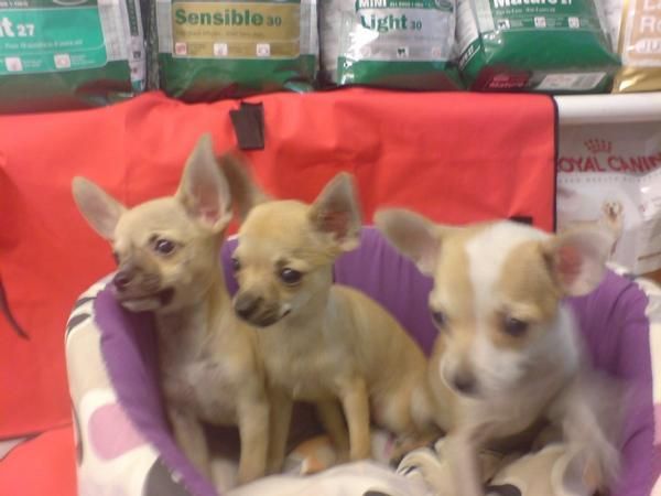 CHIHUAHUAS PERROS IDEALES PARA PISOS Y APARTAMENTOS, , perros, cachorros, criadero, venta.  Criamos chihuahuas de pelo c