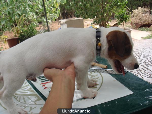 Jack Russell Terrier