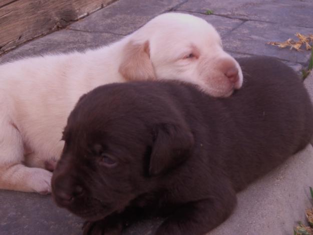 Labradores retrivier de pelo corto