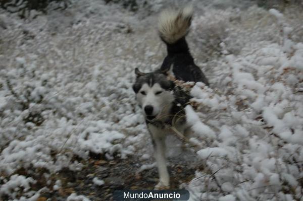 ofrezco husky macho para monta