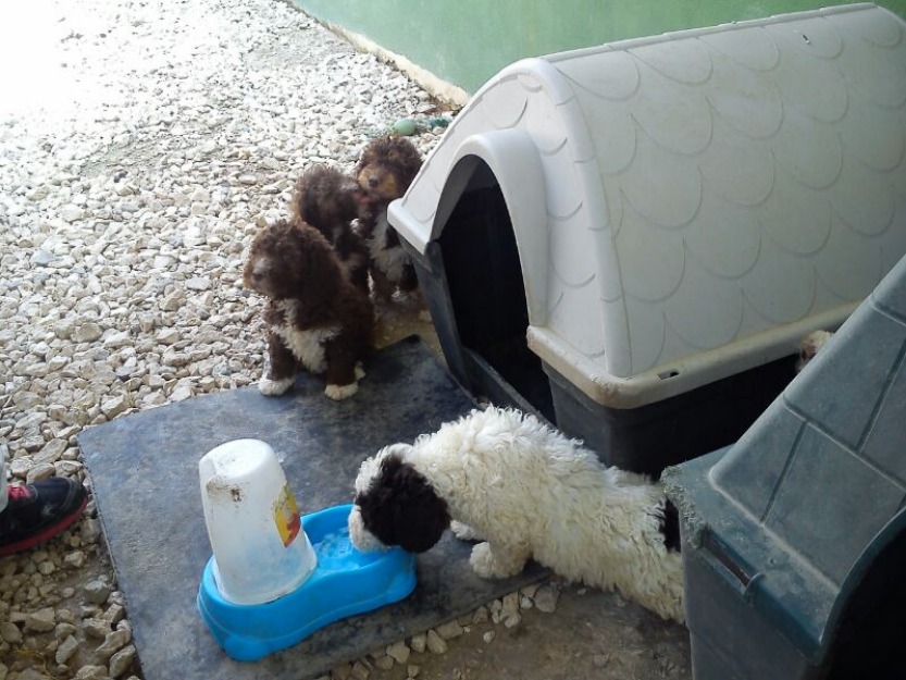 perros de agua camada con dos meses en chocolate,bicolor,cafe con leche....