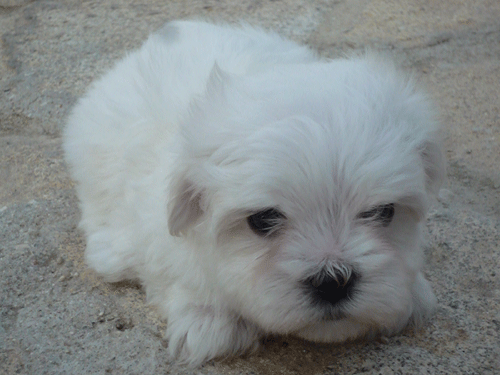 Vendo maltesitas