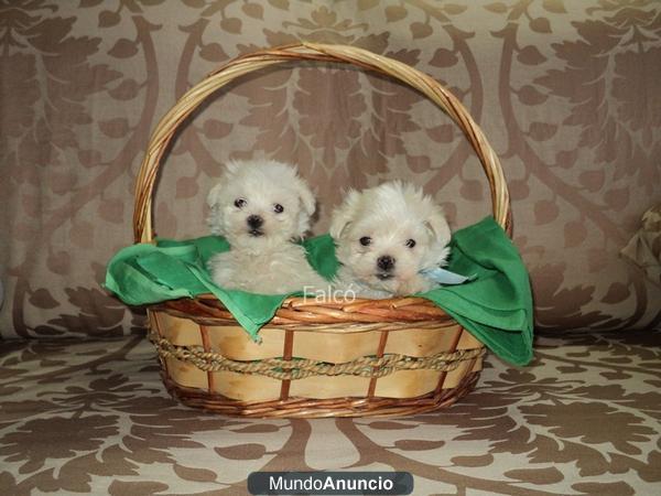 Excelentes cachorros Bichón Maltes