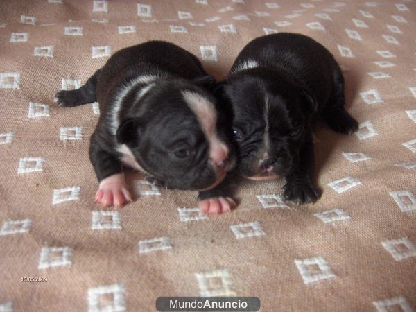 CACHORROS BULLDOG FRANCES NEGROS