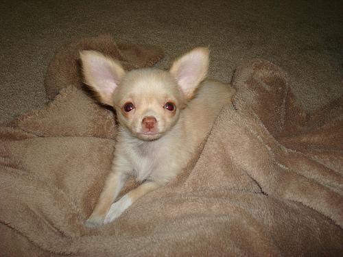 chihuahua hembra cachorro disponible