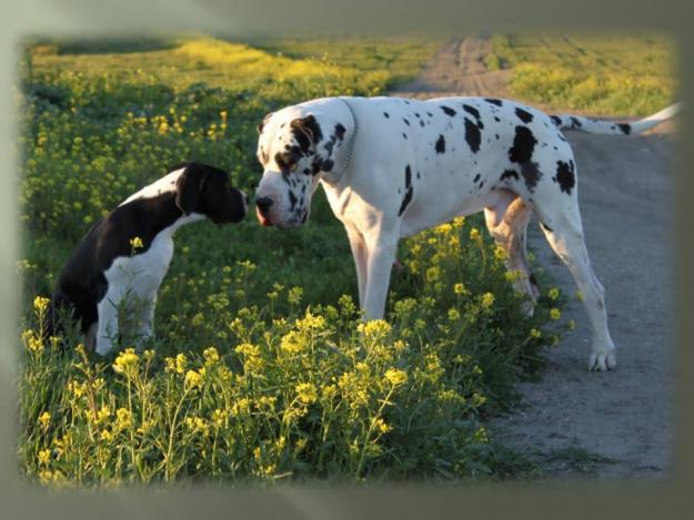 Dogos Alemanes