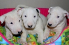 DOS CACHORROS BULL TERRIER - mejor precio | unprecio.es