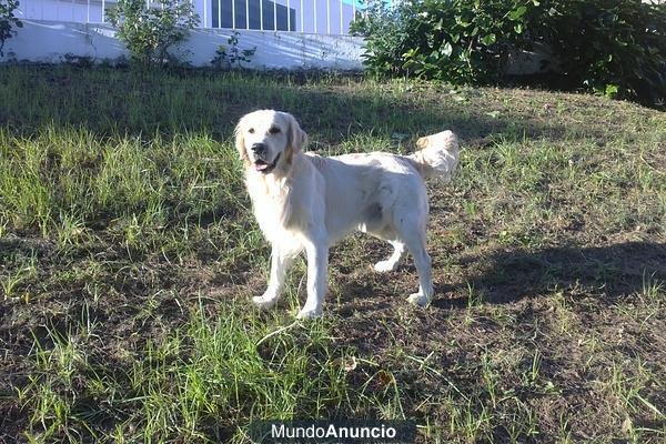 Golden retriever color crema para monta