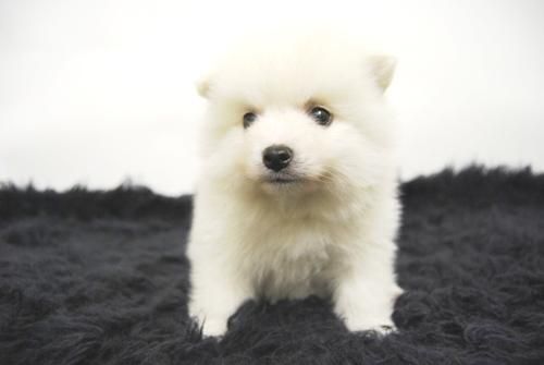 Pomerania - Camada Disponibles Cachorritos en Blanco