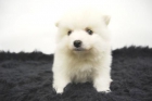 Pomerania - Camada Disponibles Cachorritos en Blanco - mejor precio | unprecio.es